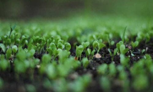 RICERCA SVIZZERA SULLA CONTAMINAZIONE DA PESTICIDI: IL BIOLOGICO E’ ALLEATO DEL SUOLO