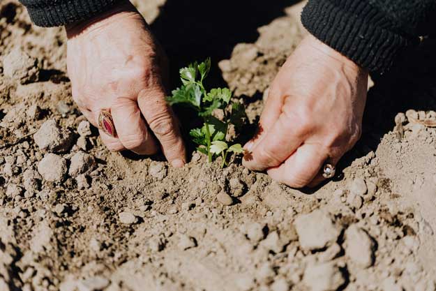 VERSO LA TRANSIZIONE ECOLOGICA CON UN CIBO BUONO, PULITO E GIUSTO, PER TUTTI