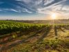 LO IUS NATURAE DI BARTOLOMIOL: IL PRIMO VINO CERTIFICATO EPD IN ITALIA