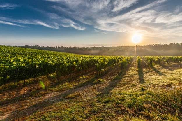 LO IUS NATURAE DI BARTOLOMIOL: IL PRIMO VINO CERTIFICATO EPD IN ITALIA