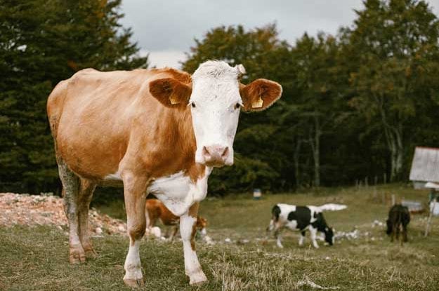 PROTEZIONE E BENESSERE ANIMALE: UNA SFIDA ANCORA APERTA