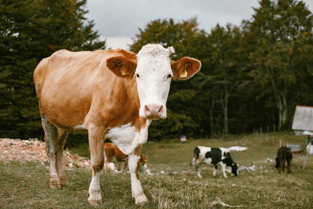 PROTEZIONE E BENESSERE ANIMALE: UNA SFIDA ANCORA APERTA