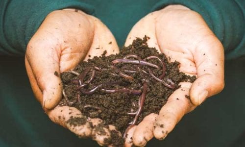 L’INVISIBILITÀ DEGLI ORGANISMI DEL SUOLO NELLA VALUTAZIONE DELL’IMPATTO DEI PESTICIDI