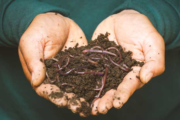 L’INVISIBILITÀ DEGLI ORGANISMI DEL SUOLO NELLA VALUTAZIONE DELL’IMPATTO DEI PESTICIDI