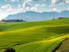 NONOSTANTE LA STASI DELLE POLITICHE AGRICOLE, NASCE IL BIO-DISTRETTO DEL RISO PIEMONTESE