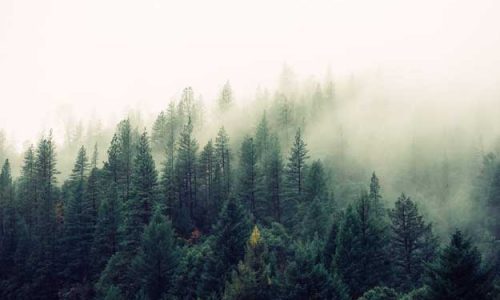 AGROFORESTAZIONE: UNA TAPPA IMPORTANTE NEL PERCORSO ALLA “CARBON FARMING”