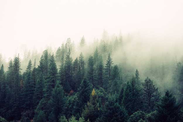 AGROFORESTAZIONE: UNA TAPPA IMPORTANTE NEL PERCORSO ALLA “CARBON FARMING”