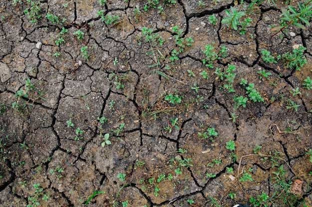BIO IN ITALIA, IL RITMO DI CRESCITA DECELERA: DIVERSE LE OPPORTUNITÀ DI RIPRESA