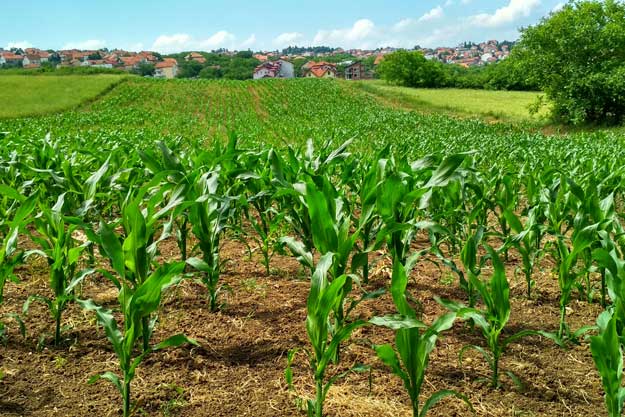 NUOVE RISORSE PER L’AGRICOLTURA BIO IN ITALIA, UN TRAGUARDO SOLLECITATO DALLE ASSOCIAZIONI DI SETTORE