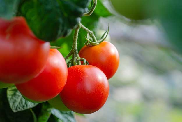 FOOD SYSTEMS SUMMIT – DIALOGHI PER UN CAMBIAMENTO DEI SISTEMI ALIMENTARI DEL MONDO