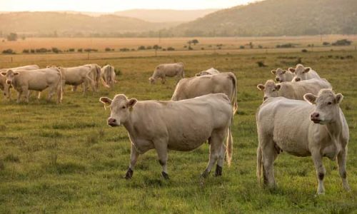 IL PRE-VERTICE SUI SISTEMI ALIMENTARI E LA TRANSIZIONE ECOLOGICA DEGLI ALLEVAMENTI