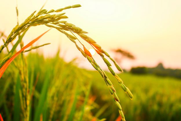 STOP AL SEME IN DEROGA, ALLARME PER CEREALI E LEGUMINOSE BIO