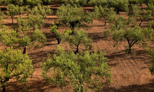 BIO IN SICILY: PESCA, TURISMO E AGRICOLTURA SOSTENIBILE, NELL’ISOLA PIÙ A SUD D’ITALIA