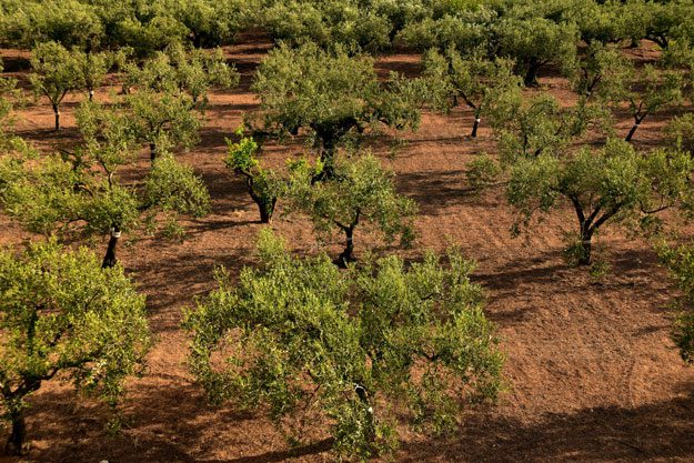 BIO IN SICILY: PESCA, TURISMO E AGRICOLTURA SOSTENIBILE, NELL’ISOLA PIÙ A SUD D’ITALIA