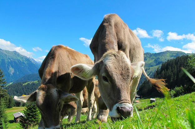 FILIERA LATTIERO CASEARIA: UN PROGETTO PER LA RIDUZIONE DI EMISSIONI