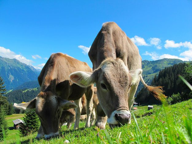 FILIERA LATTIERO CASEARIA: UN PROGETTO PER LA RIDUZIONE DI EMISSIONI