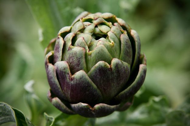 SIMPOSIO INTERNAZIONALE: IL PUNTO SULL’ORTICOLTURA E LA FRUTTICOLTURA BIOLOGICA