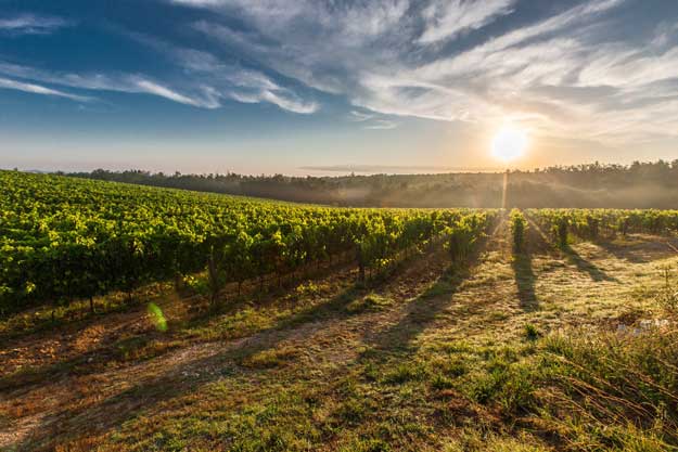 IL VINO BIO TRAINA LA TRANSIZIONE ECOLOGICA