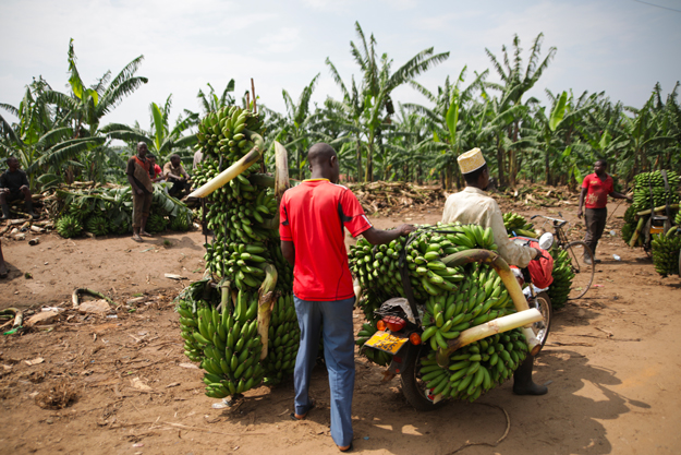 PICCOLE FILIERE BIO CRESCONO ANCHE IN UGANDA