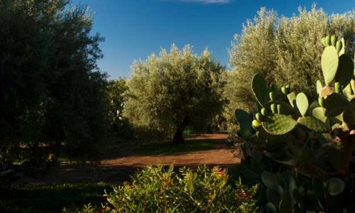 SUL NEW YORK TIMES L’OLIO BIO ETNEO CERTIFICATO DA SUOLO E SALUTE