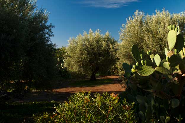 SUL NEW YORK TIMES L’OLIO BIO ETNEO CERTIFICATO DA SUOLO E SALUTE