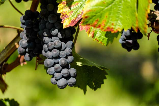 MENO PLASTICA IN VIGNETO E CANTINA, SVOLTA GREEN IN EMILIA-ROMAGNA