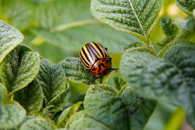 DIFENDERE L’AGRICOLTURA BIOLOGICA