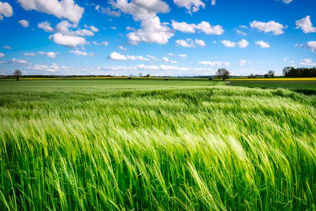 FRUMENTO, UNA FILIERA BIO E EQUA DAL CAMPO ALLO SCAFFALE