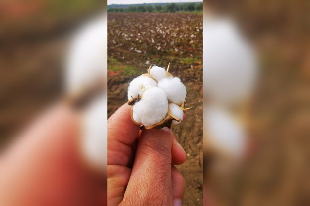 IL RITORNO DEL COTONE, PER UNA FILIERA CORTA BIO E 100% MADE IN ITALY