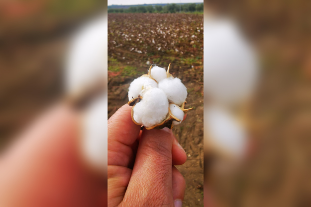 IL RITORNO DEL COTONE, PER UNA FILIERA CORTA BIO E 100% MADE IN ITALY