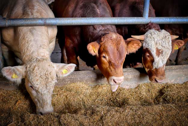 CRISI DEL LATTE, GARANTIRE UN DIFFERENZIALE DI ALMENO 15 CENT PER QUELLO BIO