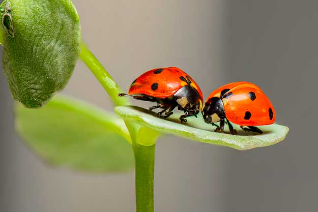 PIANO D’AZIONE PER IL BIO ENTRO TRE MESI