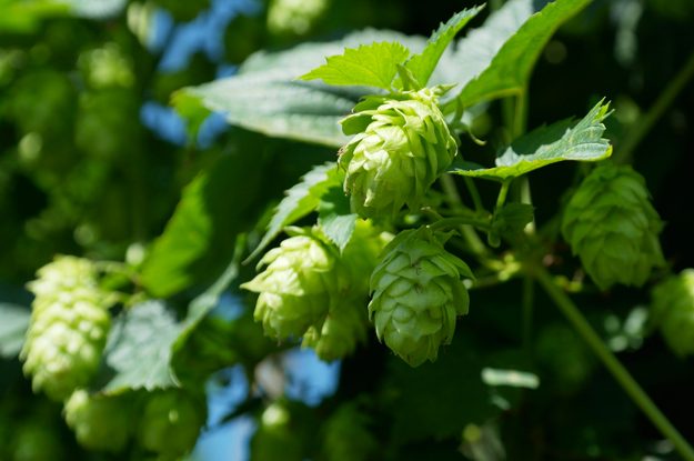 UNA GAMMA DI BIRRE BIO NELLA VAL DI VARA