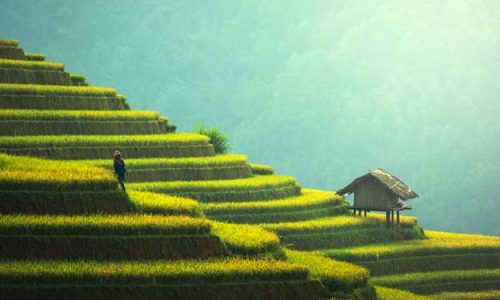 IL PAESAGGIO DI BALI RINASCE GRAZIE ALL’AGRICOLTURA BIOLOGICA