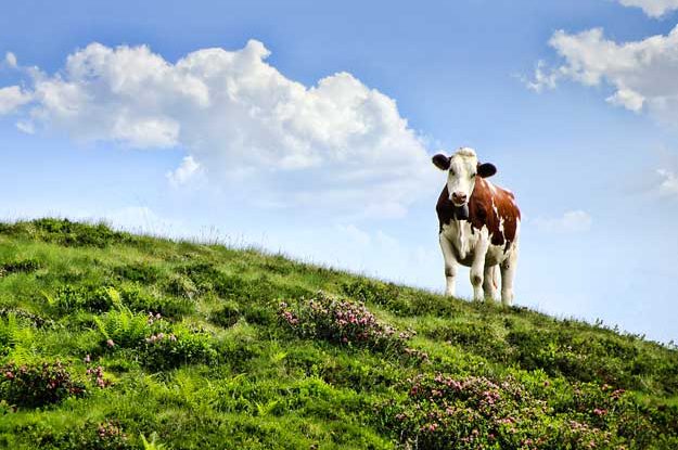 IL SETTORE DELLA CARNE BIO VA ALLA GRANDE NEGLI STATES