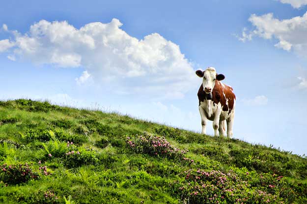 IL SETTORE DELLA CARNE BIO VA ALLA GRANDE NEGLI STATES