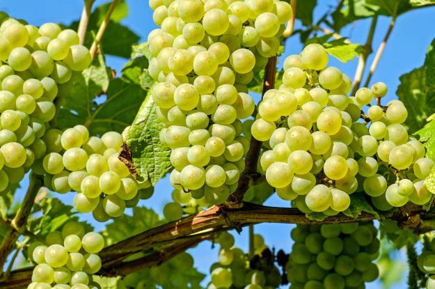 LA DIFESA IN VITICOLTURA BIO, UN INCONTRO IN STREAMING ORGANIZZATO DALLA REGIONE EMILIA-ROMAGNA