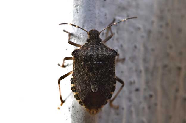 CIMICE ASIATICA: LOTTA BIOLOGICA IMPANTANATA AL MINISTERO DELLA TRANSIZIONE ECOLOGICA