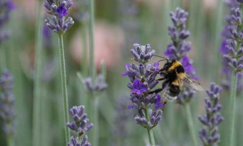 IL MINISTRO PATUANELLI: «L’OMOLOGAZIONE DELL’AGRICOLTURA DISTRUGGE LA BIODIVERSITÀ»