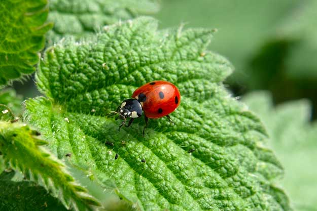 QUELLA ITALIANA È L’AGRICOLTURA PIÙ GREEN D’EUROPA