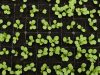 SICUREZZA ALIMENTARE, LE PERFORMANCE DELL’ITALIA