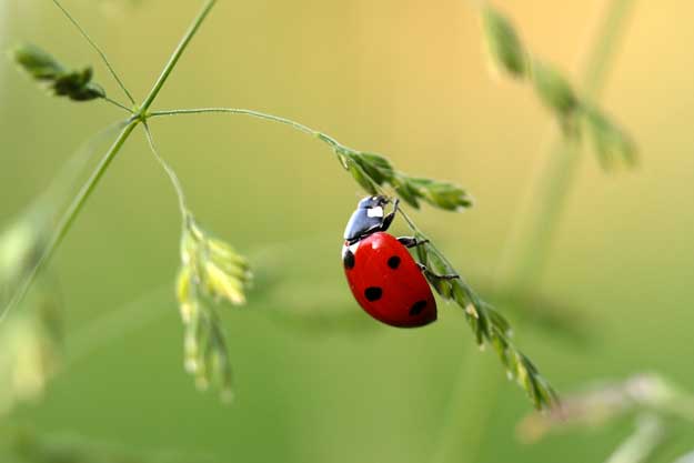 IL PIANO D’AZIONE PER IL BIO HA IL SUO INDICE