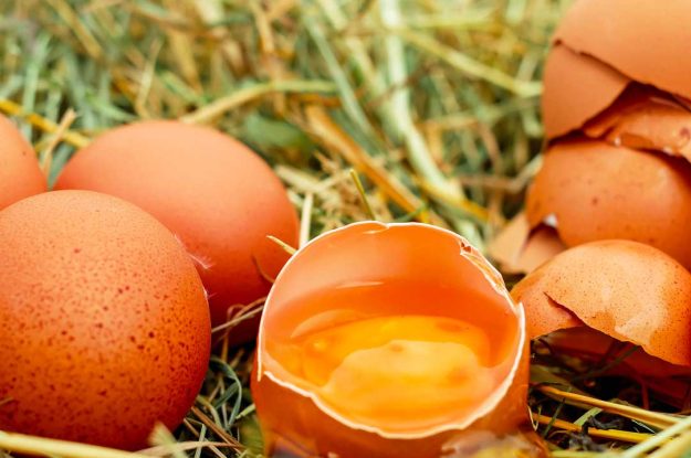 FILIERA DELLE UOVA BIO, UN PROGETTO PER MIGLIORARNE LE PERFORMANCE