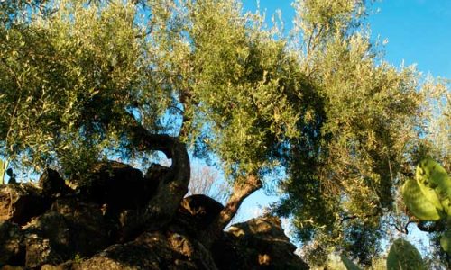 CON LA NOCELLARA DEL BELICE PARTE LA CAMPAGNA OLEARIA DI ENZO SIGNORELLI