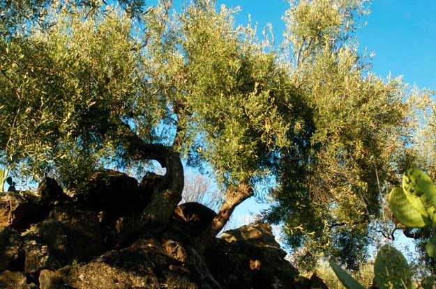 CON LA NOCELLARA DEL BELICE PARTE LA CAMPAGNA OLEARIA DI ENZO SIGNORELLI