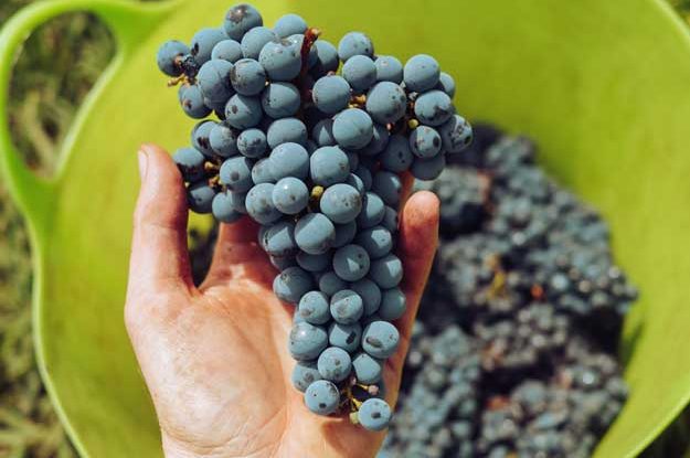 I VINI BIO CONQUISTANO LA GUIDA SLOW WINE