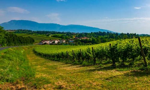 IN VENETO CRESCONO GLI ETTARI BIO