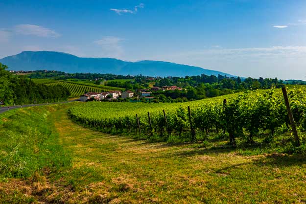 IN VENETO CRESCONO GLI ETTARI BIO