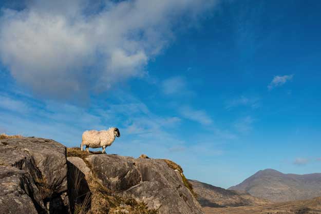 L’IRLANDA AUMENTA IL SOSTEGNO AL BIO DELL’80%