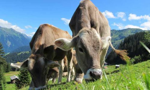 LA ZOOTECNIA DI MONTAGNA PAGA A CARO PREZZO LA CRISI